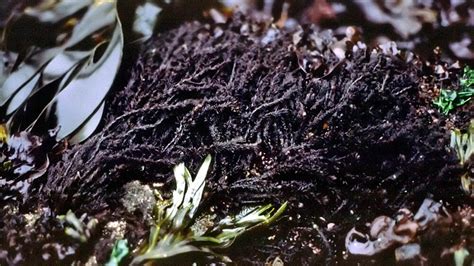 Seaweeds | Olympic Coast National Marine Sanctuary