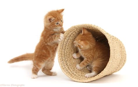 Ginger kittens playing in a raffia basket photo WP25882