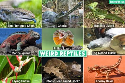 Weird Reptiles – List Of The Weirdest Reptiles, Pictures & Interesting Facts