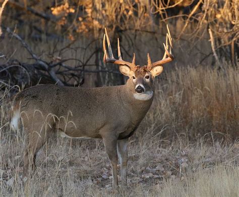 Big White-tailed Deer Buck At Sunrise | Big deer, Whitetail deer ...