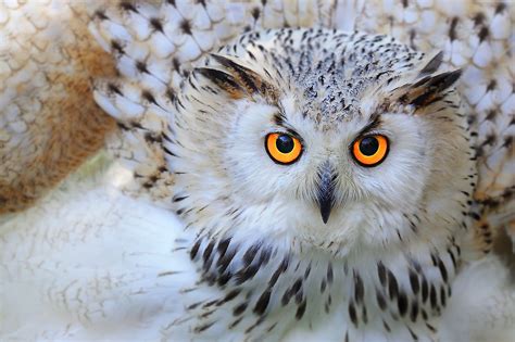 10 Fascinating Facts About Owls Not Many People Know - WorldAtlas