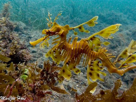 Leafy Sea Dragon | Project Noah