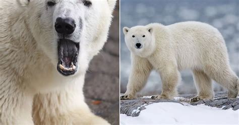 Male polar bear kills female in tragic zoo mating attempt gone wrong - Daily Star