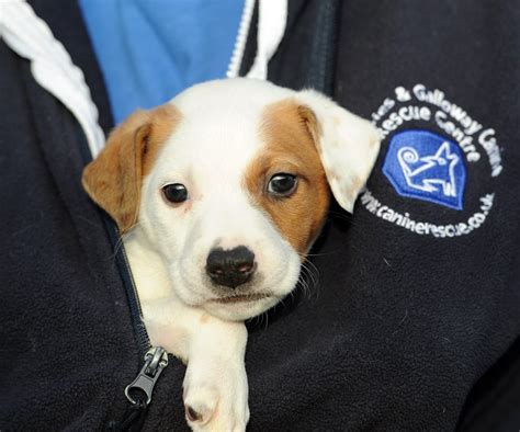 Dumfries and Galloway Canine Rescue Centre - 2019 All You Need to Know ...