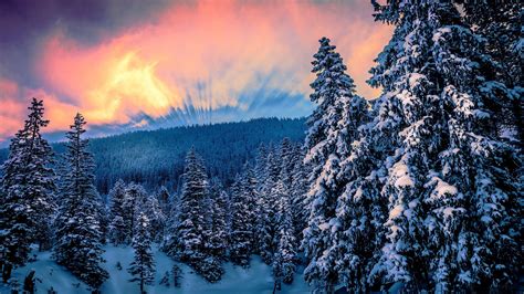 #4503924 snow, sunset, nature, trees, forest, winter - Rare Gallery HD Wallpapers