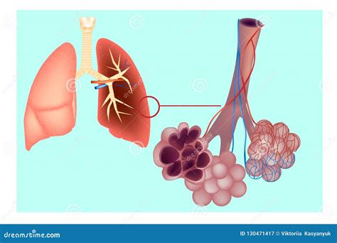 Diagram the Pulmonary Alveolus Air Sacs in the Lung. Stock Vector - Illustration of health ...