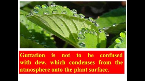 Guttation in Plants: Difference between transpiration and guttation ...