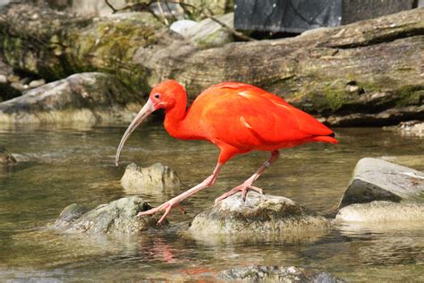 Trinidad and Tobago boosts scarlet ibis protection | Earth Journalism Network