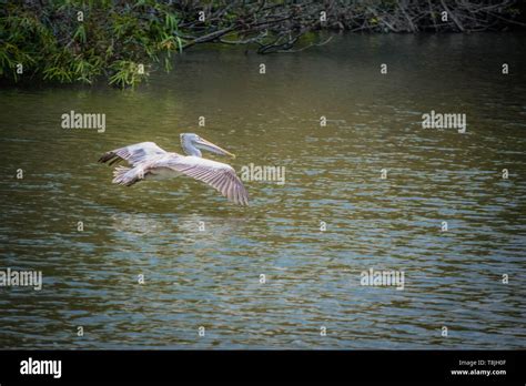 Pelican Bird Flying Over The Water Stock Photo - Alamy