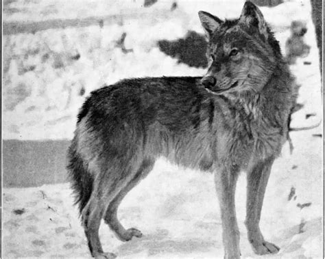 Great Plains wolf - Facts, Diet, Habitat & Pictures on Animalia.bio