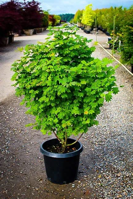 Japanese Vine Maple Trees For Sale Online | The Tree Center