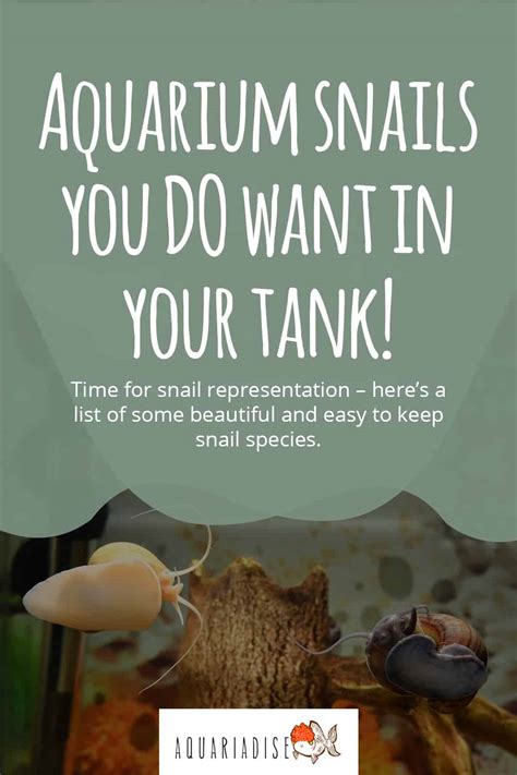 Aquarium Snails You Do Want In Your Tank! - Aquariadise