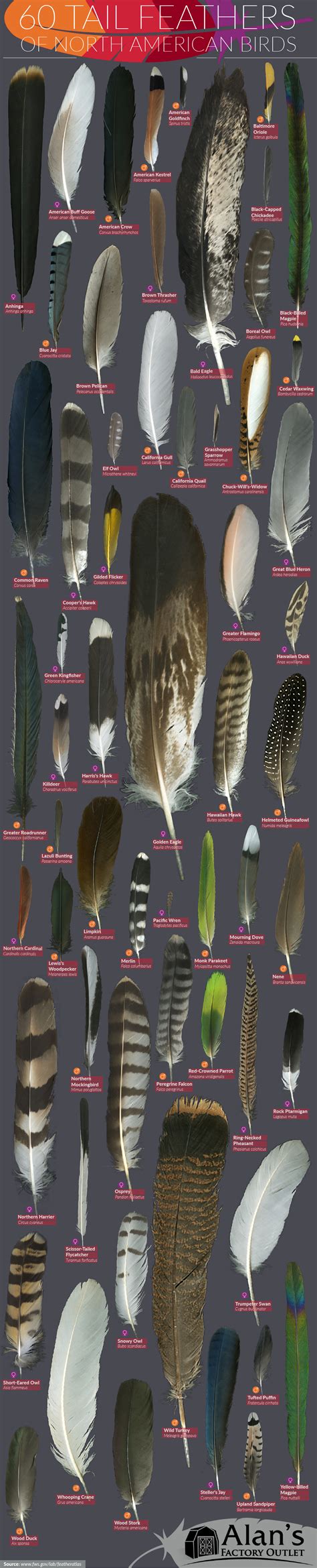 60 Tail Feathers of North American Birds | Feather identification ...