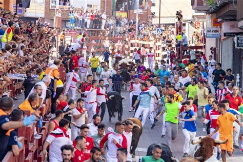 Running of the Bulls. Bulls. Bull Runs. Encierro that is Celebrated in the Town of San Sebastian ...