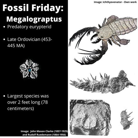 Megalograptus Fossil