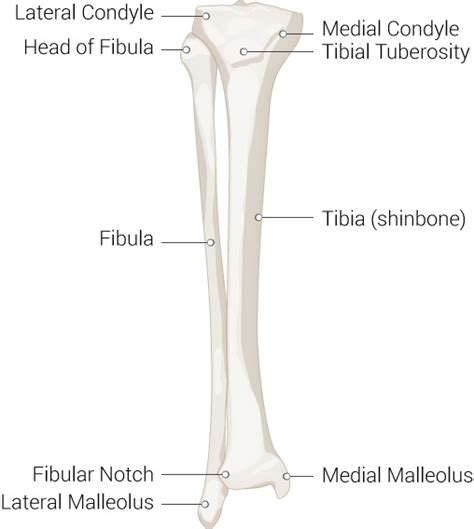 Anatomy, Bony Pelvis and Lower Limb: Fibula - StatPearls - NCBI Bookshelf