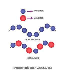 Vector Scientific Illustration Types Polymers Homopolymers Stock Vector (Royalty Free ...