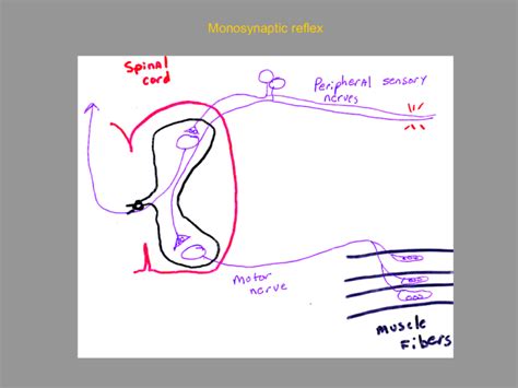 Monosynaptic reflex