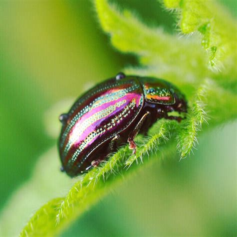 Rosemary Beetle | Viki Paterson | Flickr