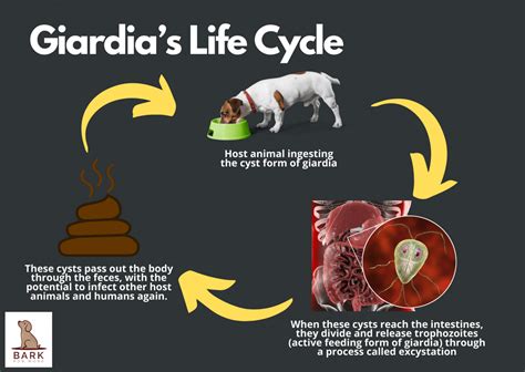 Giardia In Dogs: What It Is And How Is It Treated | Bark For More