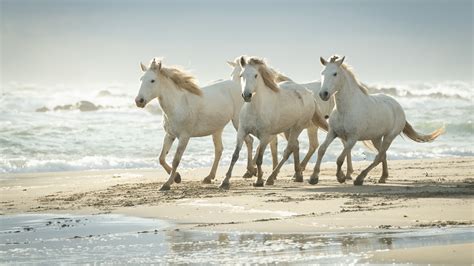 Cute White Horses Are Running On Beach Sand 4K HD Animals Wallpapers | HD Wallpapers | ID #38838