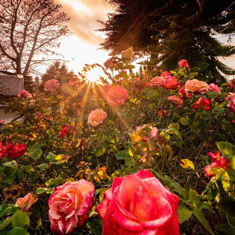 Rosy Forecast for Fresh Flowers from Ecuador - Prime Fresh Handling