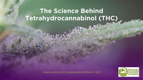 The Science Behind Tetrahydrocannabinol (THC)