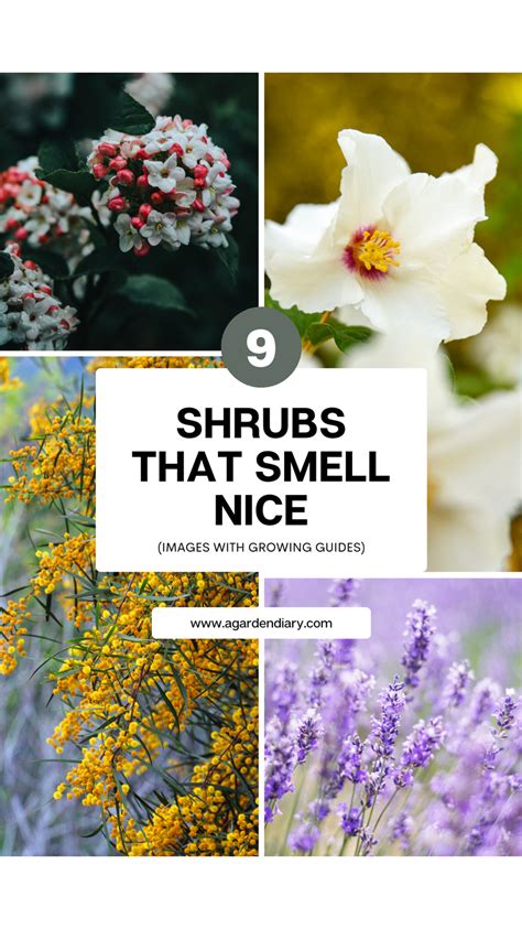 9 Shrubs That Smell Nice (Images With Growing Guides) i 2024