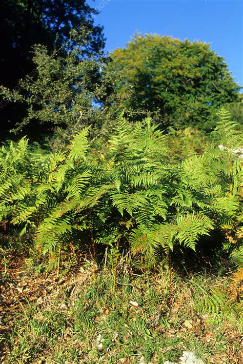 Bracken fern (Pteridium aquilinum) - Stock Image - B450/0445 - Science Photo Library