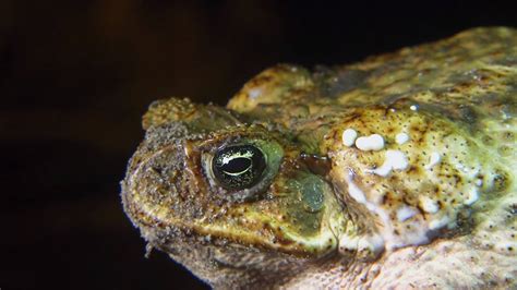 Cane toads are devastating Australian wildlife with their poisonous glands. Get up close with ...