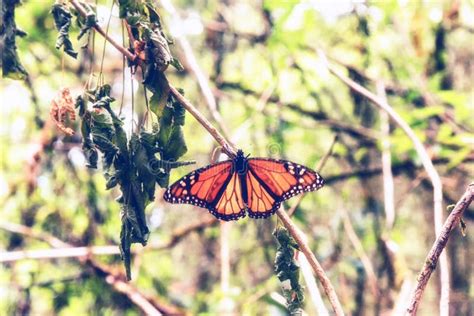 Monarch butterfly close up stock photo. Image of landscape - 111442446