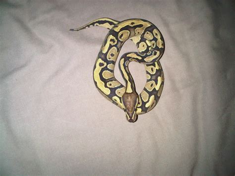 SE England Various Royal python morphs and Dwarf Burms for sale - Reptile Forums