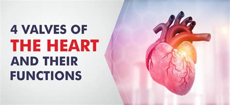 What are the 4 Valves of the heart and their functions- Amandeep Hospital