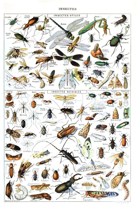 File:Insects Larousse.jpg - Wikimedia Commons
