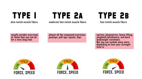 Muscle Fiber Types | Their Role in Training » Health Articles