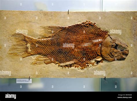 Fossilized ray-finned fish (Lepidotes maximus), Museum fuer Naturkunde ...