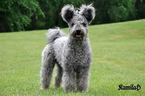 What Is A Pumi? Everything You Need To Know About This Breed.