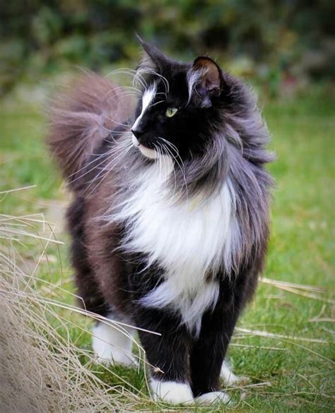 The Enchanting Charm of the Tuxedo Cat! - PetHelpful