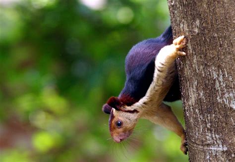 Indian Giant Squirrel: Some Squirrels Are Bigger Than Others – Animal Encyclopedia