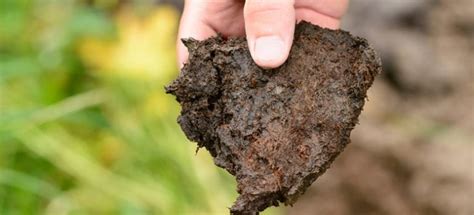 Guide to The Types of Soil | Characteristics, Soil Health, Testing & More