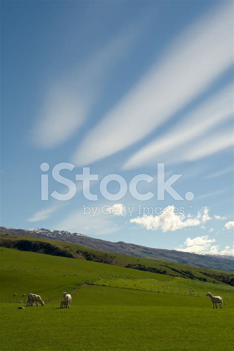 New Zealand Sheep Farm Stock Photo | Royalty-Free | FreeImages