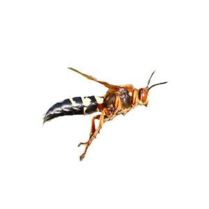 Cicada Killer Wasp Identification, Habits & Behavior | Johnson Pest Control