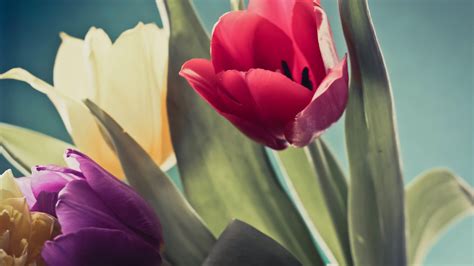 Red And Purple Tulips - 3840x2160 Wallpaper - teahub.io