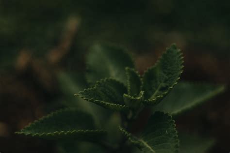 Leaves of a Mint Plant · Free Stock Photo