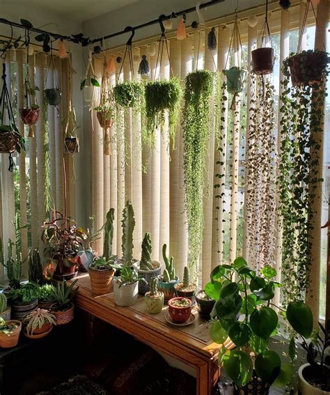 Recommendation Hanging Plant Curtain Maranta Corner Railing Planter