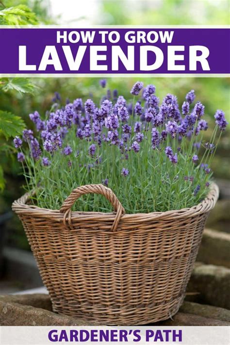 How to Grow Lavender in Every Climate | Gardener’s Path