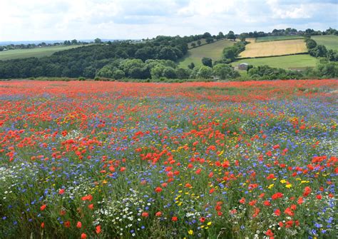 Wild flower meadows | Big Moor