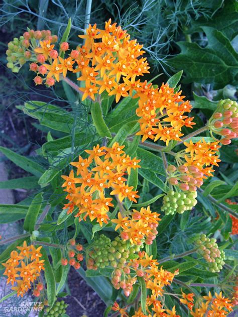 The Monarch Butterfly Host Plant: Milkweeds and How to Grow Them From Seed