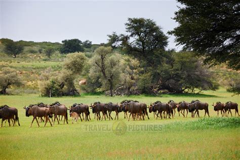 travel4pictures | herd of blue wildebeest, KTP 2011 | herd of blue wildebeest