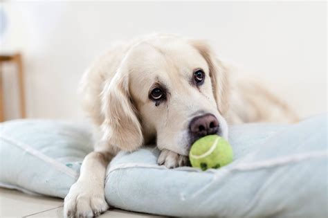 Aansprakelijkheid bij een hond via uitlaatservice | Onderzoek | A.I.C ...